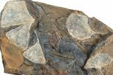 Fossil Ginkgo Leaf Plate From North Dakota - Paleocene #238846-1